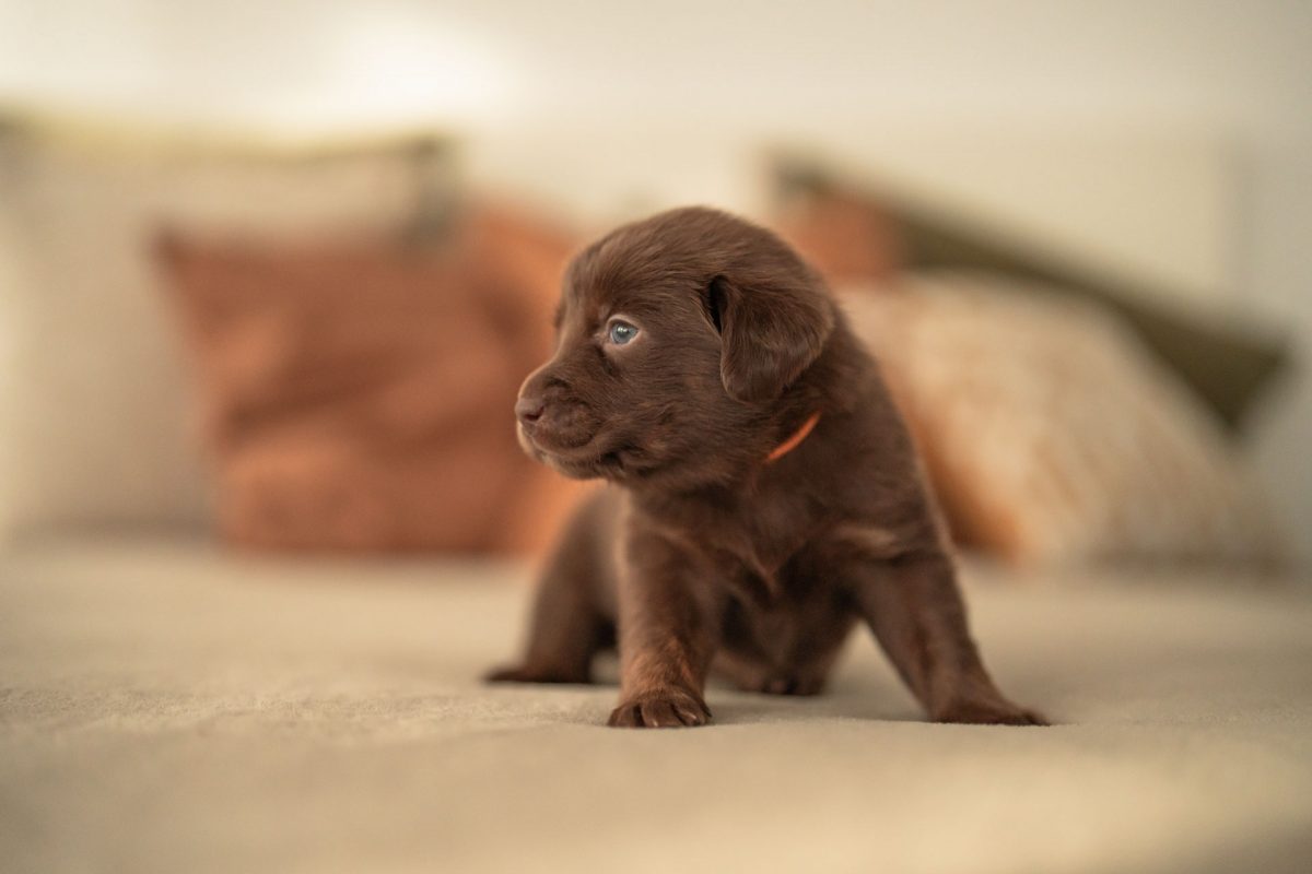 Tierfotografie - Bussinessfotografie - Business - Zucht -Tierbusiness - Hundebusiness - Zucht -Zuchtfotos - Welpen - Hundezucht
