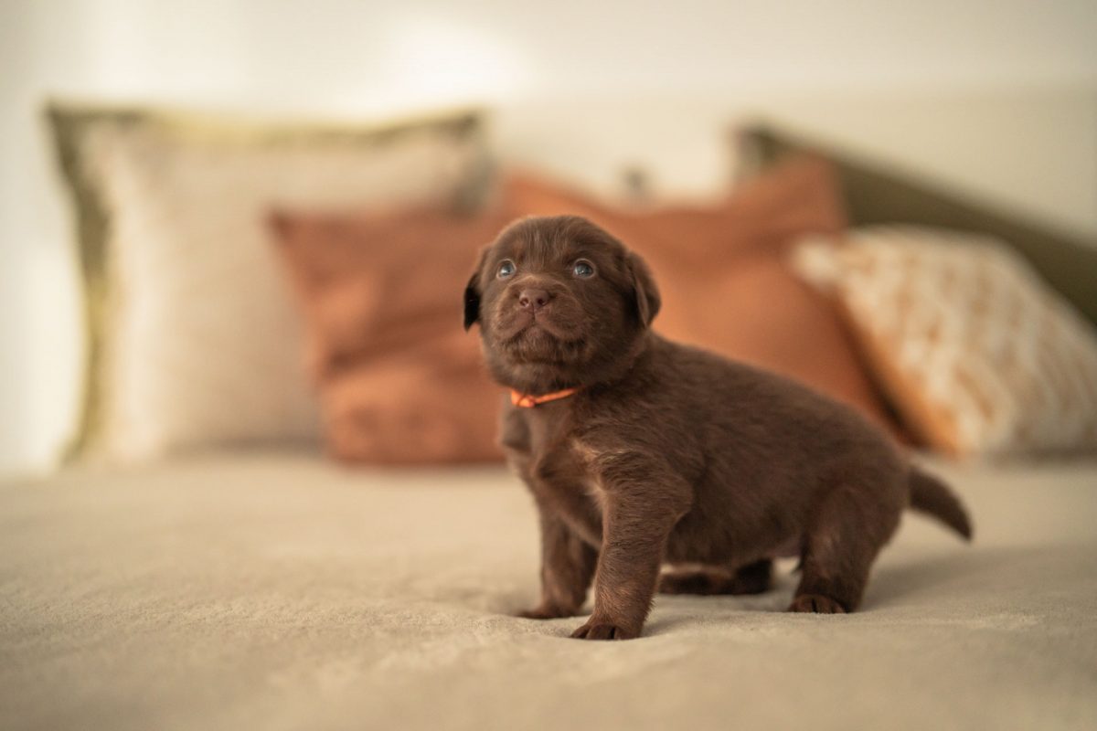 Tierfotografie - Bussinessfotografie - Business - Zucht -Tierbusiness - Hundebusiness - Zucht -Zuchtfotos - Welpen - Hundezucht