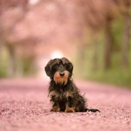 Weihnachtsshooting mit Hund – Ein zauberhaftes Erlebnis im Studio & im Tannenwald