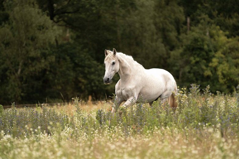 BEA06982_web