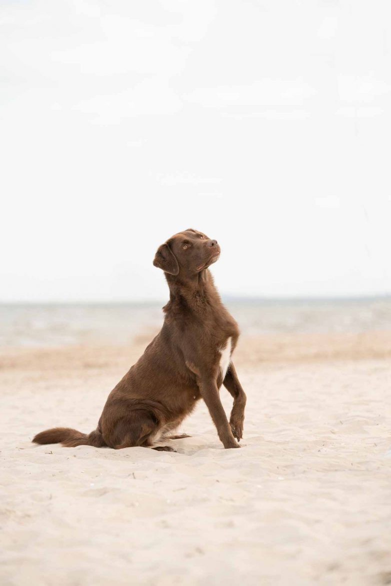 Hund am Meer, Hund am Strand, Urlaub mit Hund, Sommer mit Hund, Strandspaziergang mit Hund