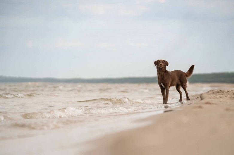 Strandzeit ist Herzenszeit – mit deinem Hund ans Meer