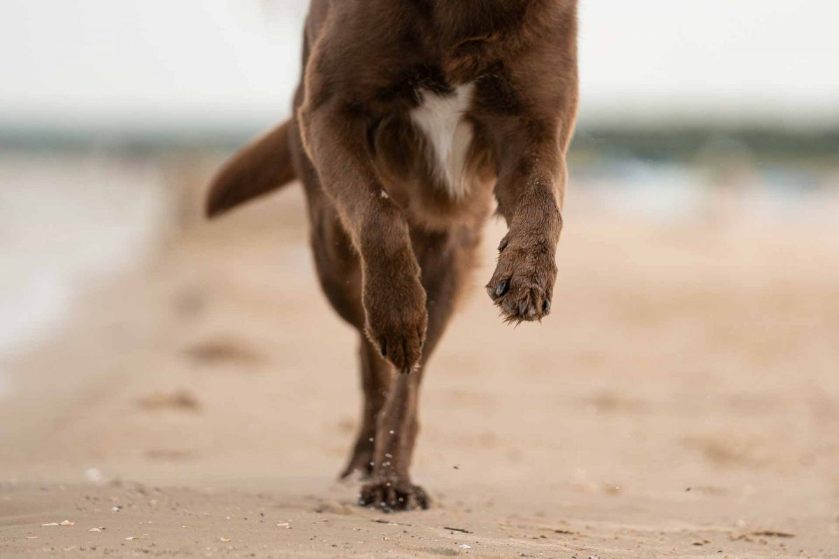 Hund am Meer, Nahaufnahme Hundepfote am Meer, Hund rennt, Hund am Strand