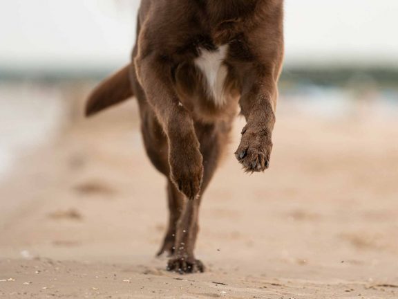 Hund am Meer, Nahaufnahme Hundepfote am Meer, Hund rennt, Hund am Strand
