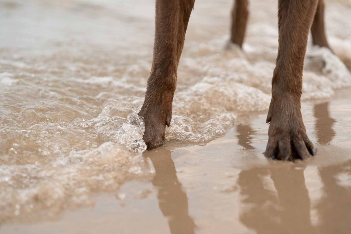 Hund am Meer, Nahaufnahme Hundepfote am Meer