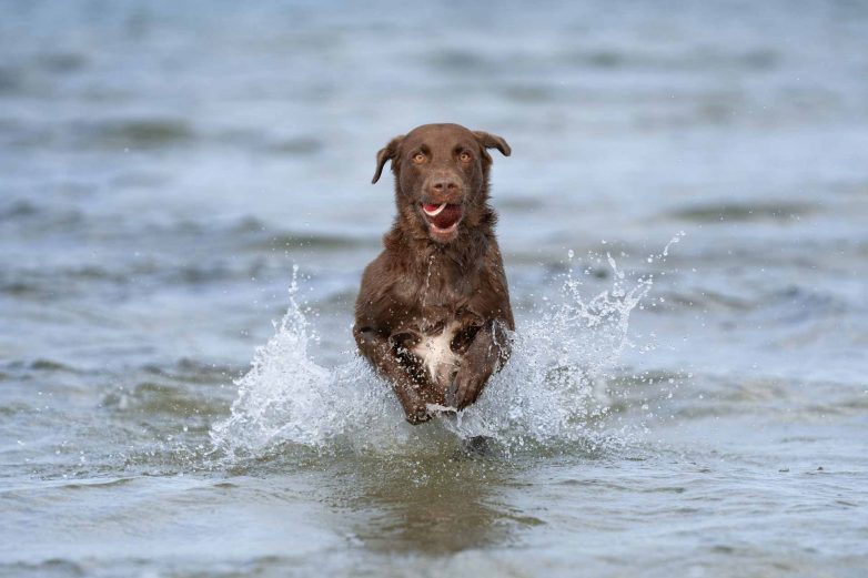 Hund am Meer, Fotoshooting am Strand, Hund am Strand, Hund spielt im Meer