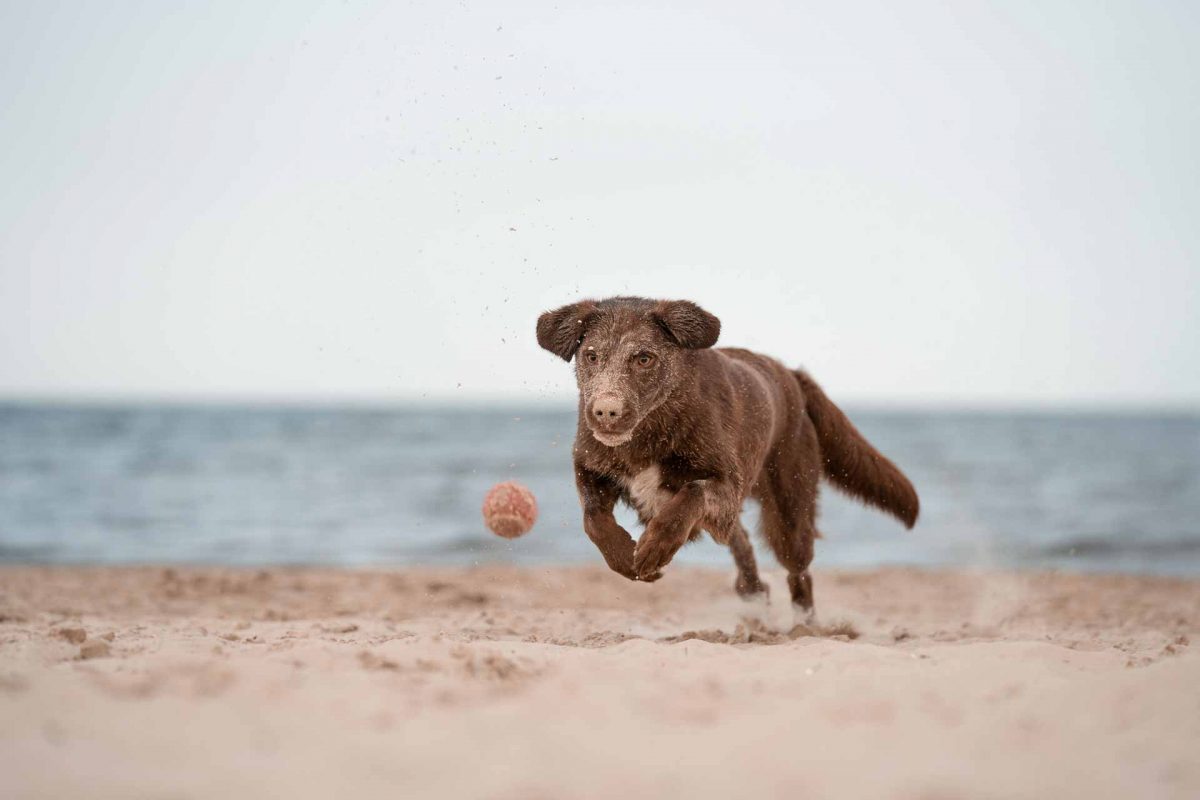 Hund am Meer, Hund am Strand, Urlaub mit Hund, Sommer mit Hund, Strandspaziergang mit Hund