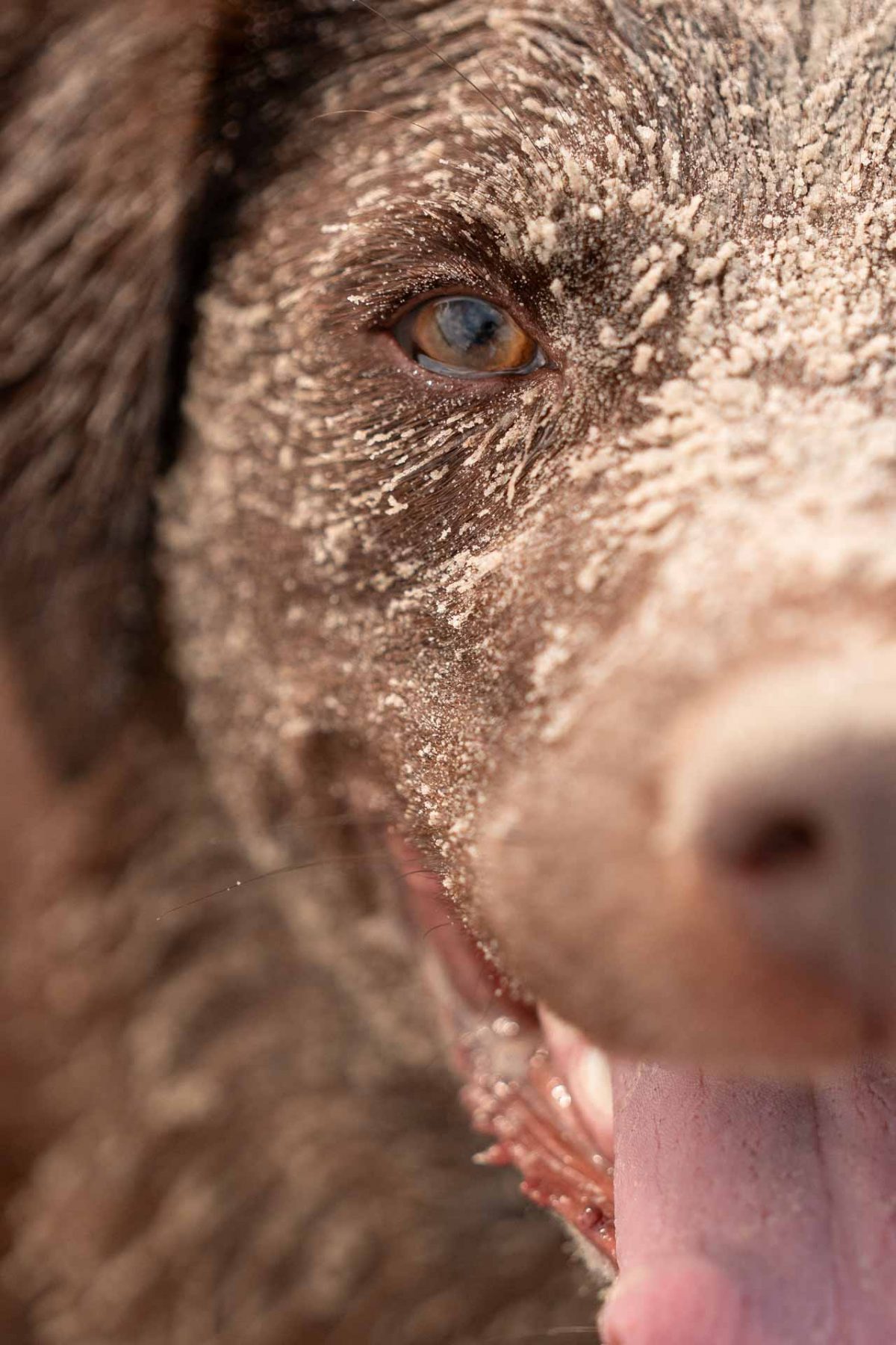 Hund am Meer, Hund am Strand, Urlaub mit Hund, Sommer mit Hund, Strandspaziergang mit Hund