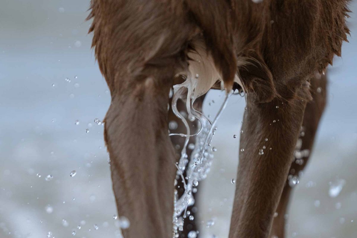 Hund am Meer, Fotoshooting am Strand, Hund am Strand, Hund spielt im Meer