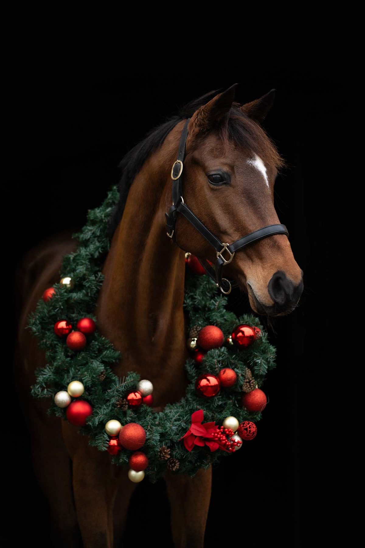 Braunes Pferd mit dunkler Mähne und weihnachtlichem Tannenschmuck am Halfter vor tiefschwarzem Hintergrund.