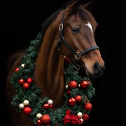 Weihnachtsshooting mit Hund – Ein zauberhaftes Erlebnis im Studio & im Tannenwald