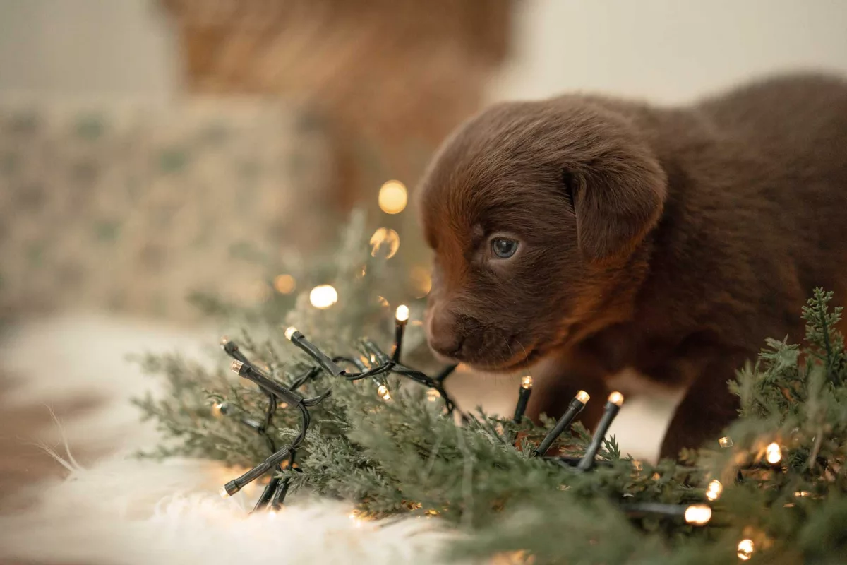 Brauner Welpe schnuppert an einer Lichterkette zwischen Tannenzweigen beim weihnachtlichen Fotoshooting mit Hund im Studio