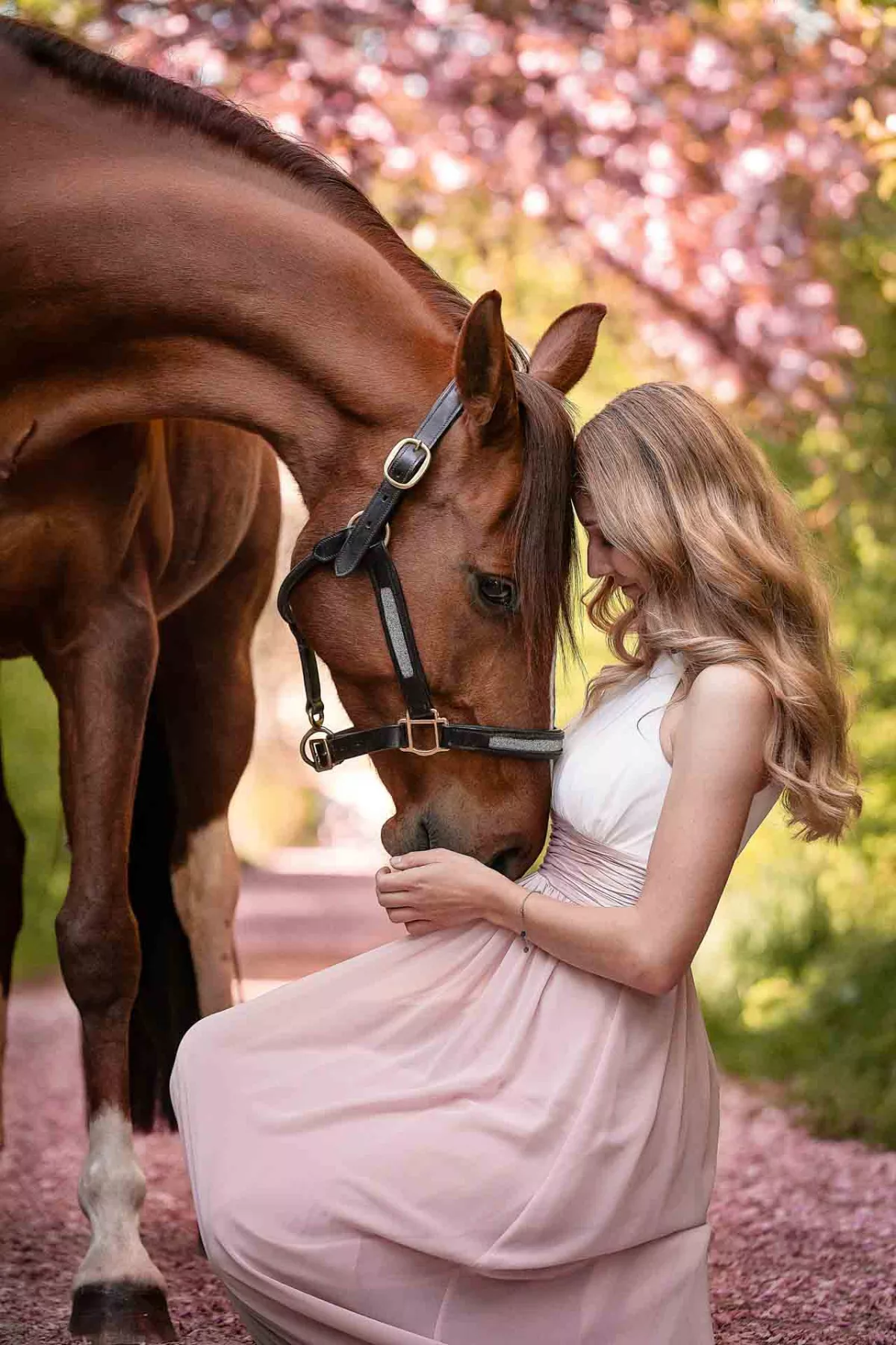 Pferd zwischen rosa Kirschblüten bei einem Frühlings Fotoshooting