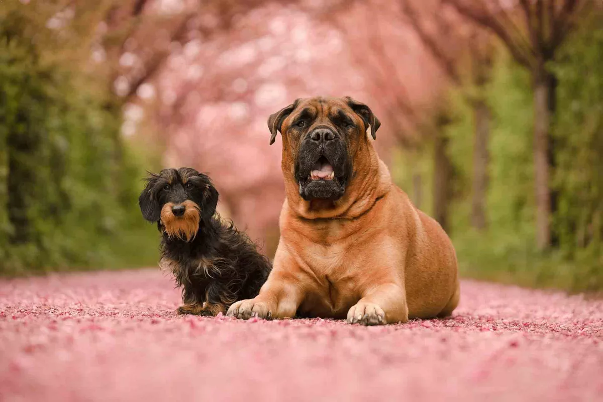 Hunde sitzen zwischen rosa Kirschblüten bei einem Frühlings Fotoshooting in der Natur